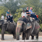 Group of international travelers enjoying a guided elephant ride experience in a natural heritage park in India.